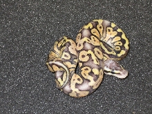 Super pastel yellow belly