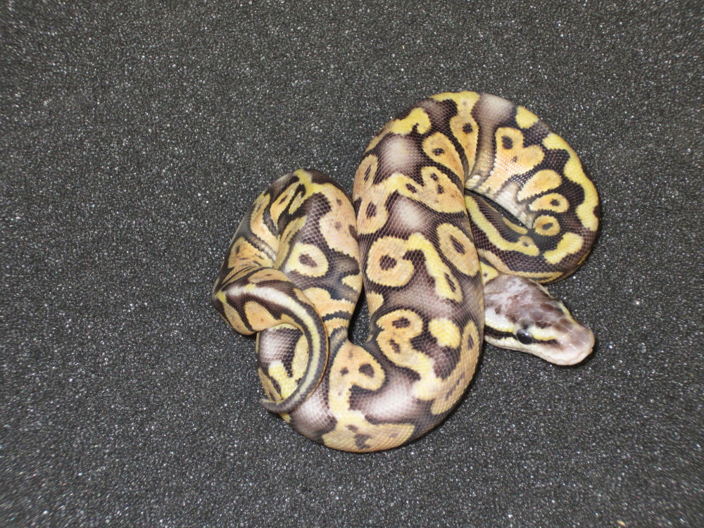 Super pastel yellow belly