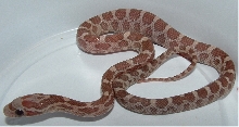 Lavender hatchling 06