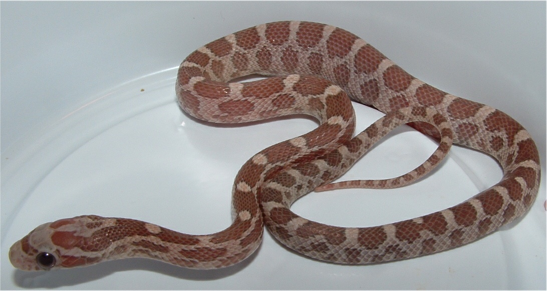 Lavender hatchling 06