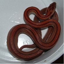 Stripe hatchling 06