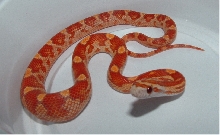 Ultramel motley hatchling 06