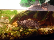 Snapper Awakes