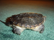 Snapper close-up