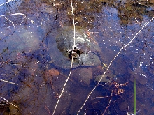 Big Snappers I found in NJ