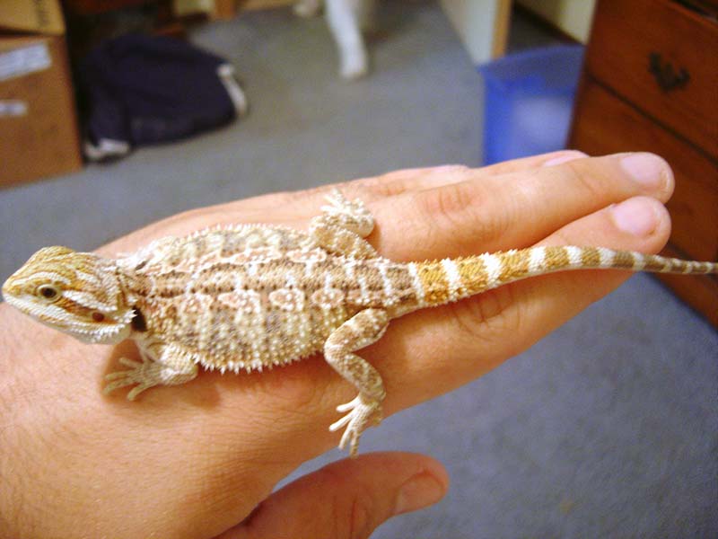 My new Beardie