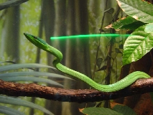 Green Vine Snake