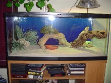 Bearded Dragon Set up