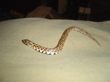 New W. Hognose