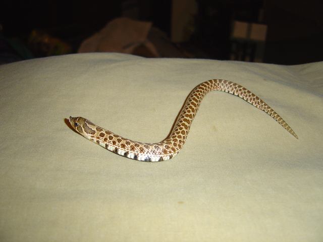 New W. Hognose
