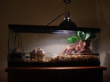 Snapper Hatchling Tank