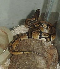Baby Ball Python3