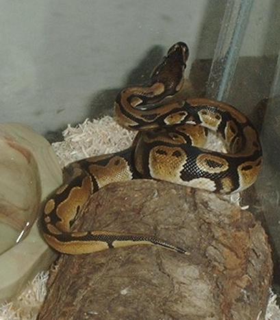 Baby Ball Python3