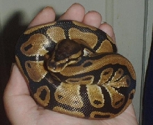 Baby Ball Python