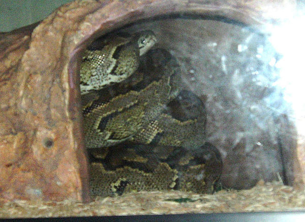 Ka