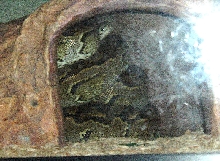 Ka