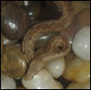 Candoia Carinata Paulsoni