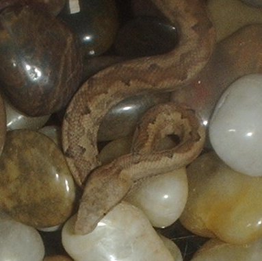 Candoia Carinata Paulsoni