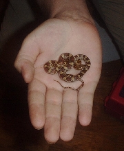 3Kali