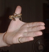 Kali Again