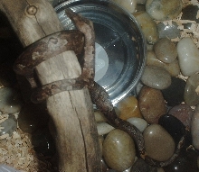 2Tabitha~ Candoia Carinata Carinata