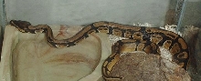 Baby Ball Python2