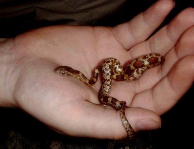 1Kali