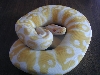 2003 Albino Female