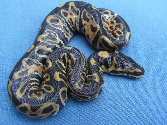 100%het/albino2'05/LIE