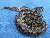 100%het/albino3'05/LIE