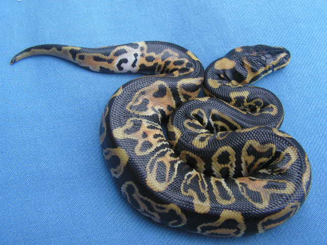 100%het/albino3'05/LIE