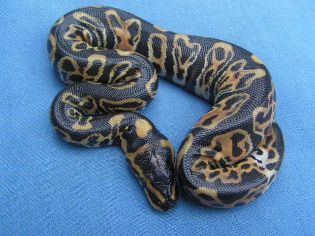 100%het/albino'05LIE