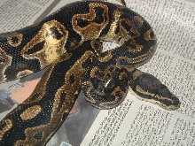 100%het albino ringer