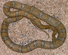 00 Caramel het amel motley(F)
