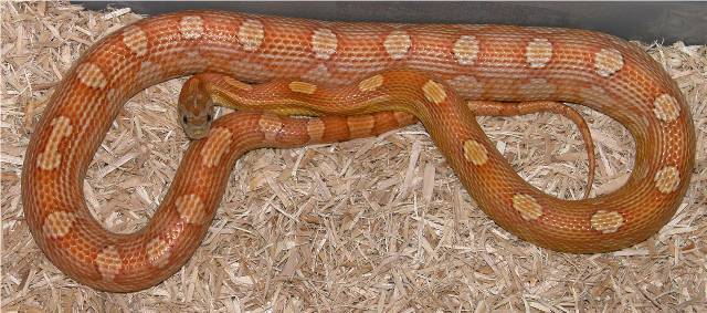 03 Motley het butter (M)
