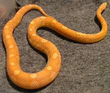03 Amel Motley het butter(F)