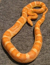 03 Amel het butter motley(F)