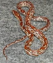 Aztec het opal(F)