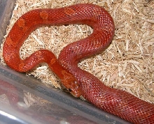 Bloodred