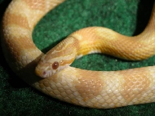 Butter
