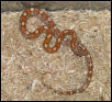 03 Motley het butter
