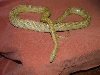 Caramel het amel motley