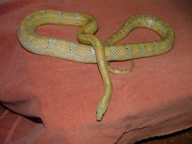 Caramel het amel motley