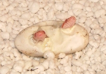Egg