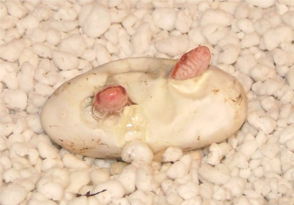 Egg