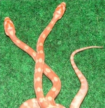 Motley Brothers-