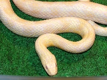 Hybrid