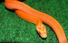 Amel Striped (Female)