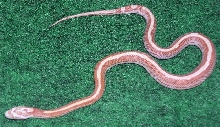 Striped Amel 05