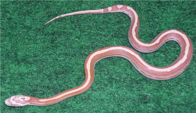 Striped Amel 05